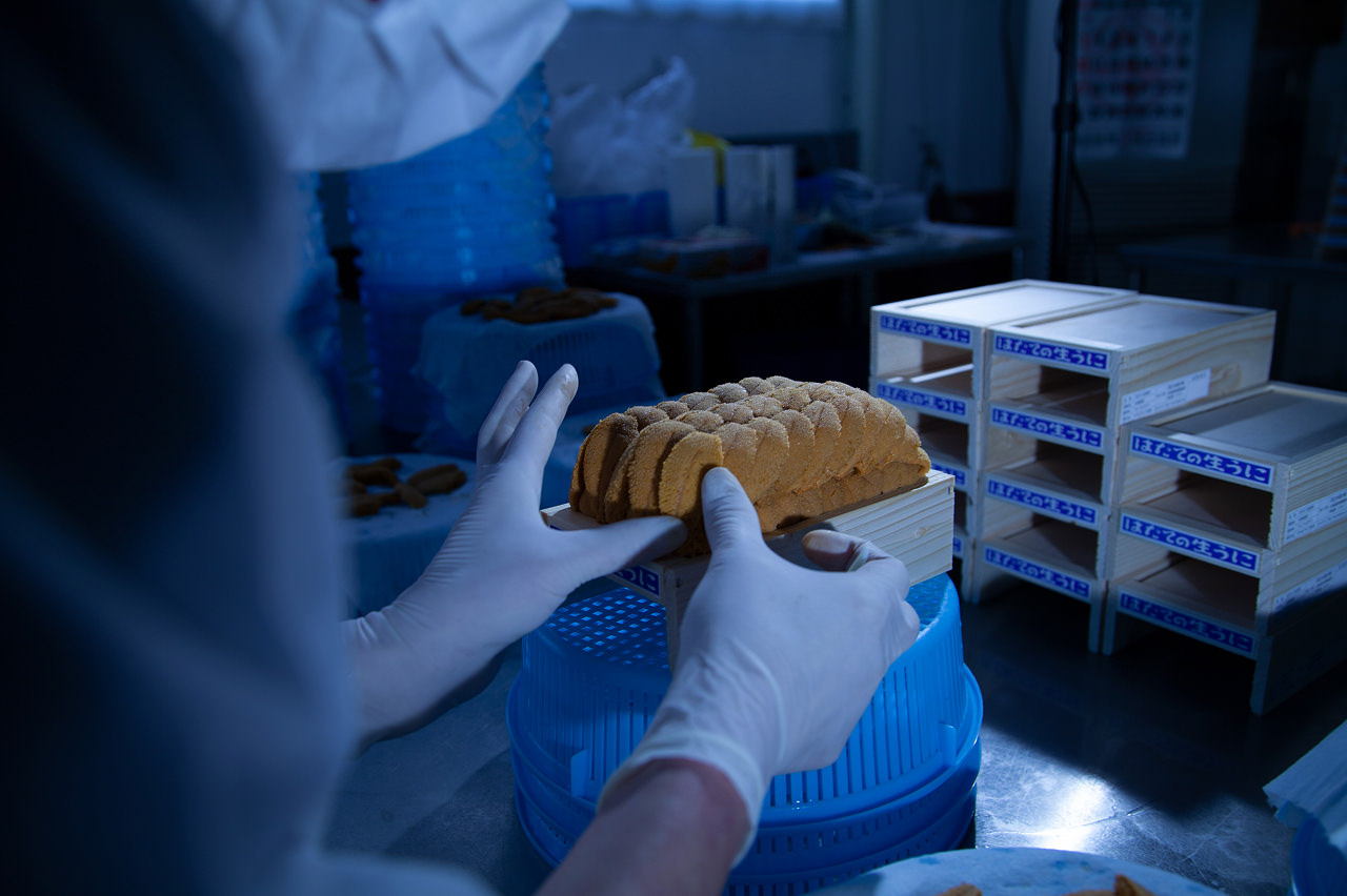 HADATE  RAW UNI FROM HOKKAIDO JAPAN