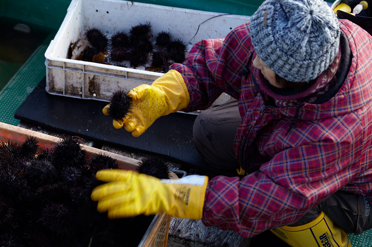 HADATE  RAW UNI FROM HOKKAIDO JAPAN