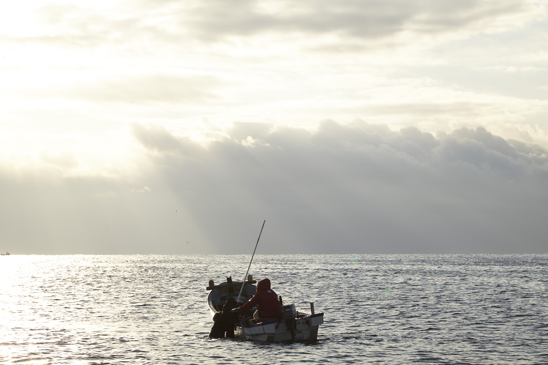 HADATE  RAW UNI FROM HOKKAIDO JAPAN