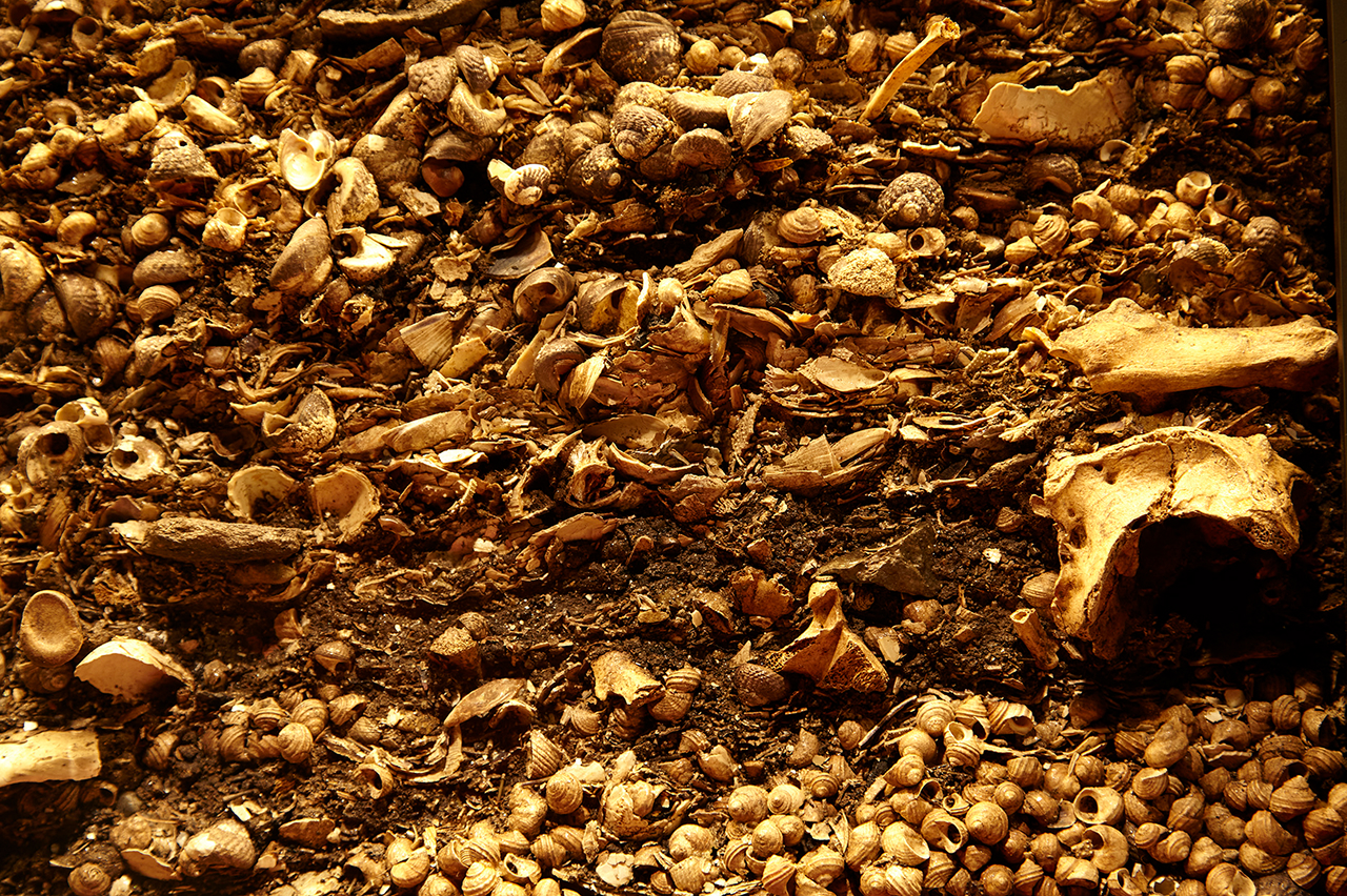 HADATE  RAW UNI FROM HOKKAIDO JAPAN