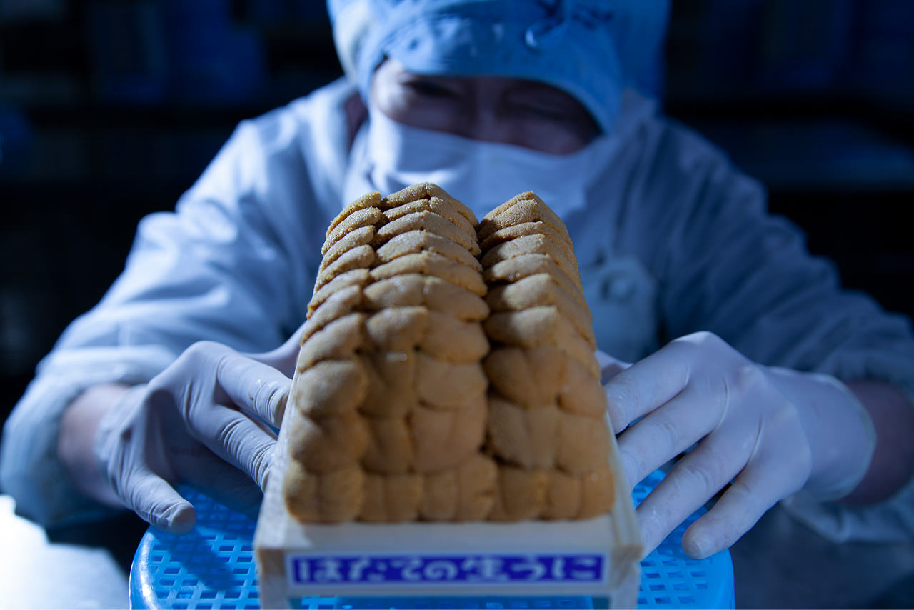 HADATE  RAW UNI FROM HOKKAIDO JAPAN