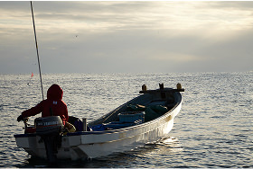 HADATE  RAW UNI FROM HOKKAIDO JAPAN
