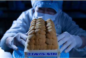 HADATE  RAW UNI FROM HOKKAIDO JAPAN