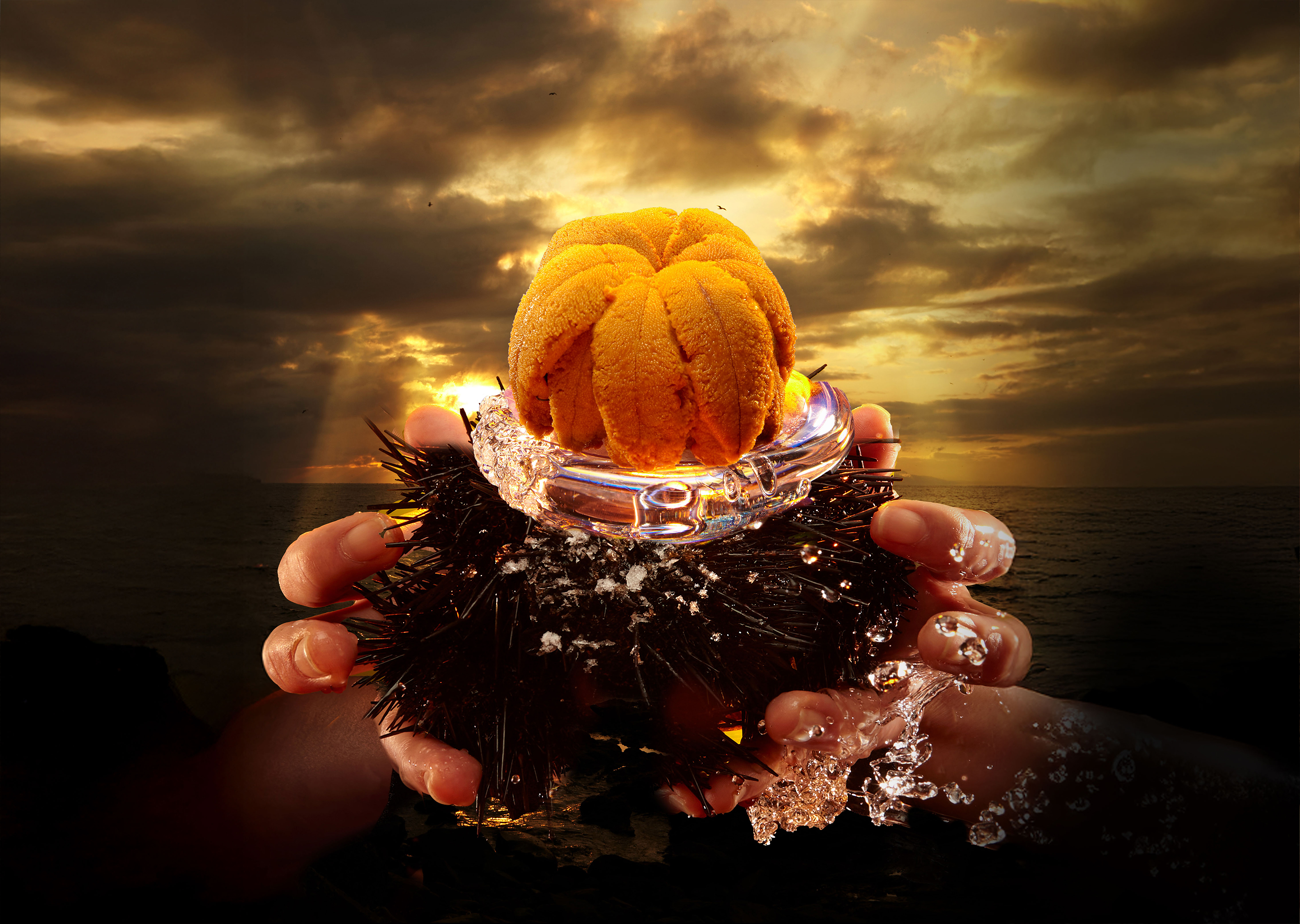 HADATE  RAW UNI FROM HOKKAIDO JAPAN