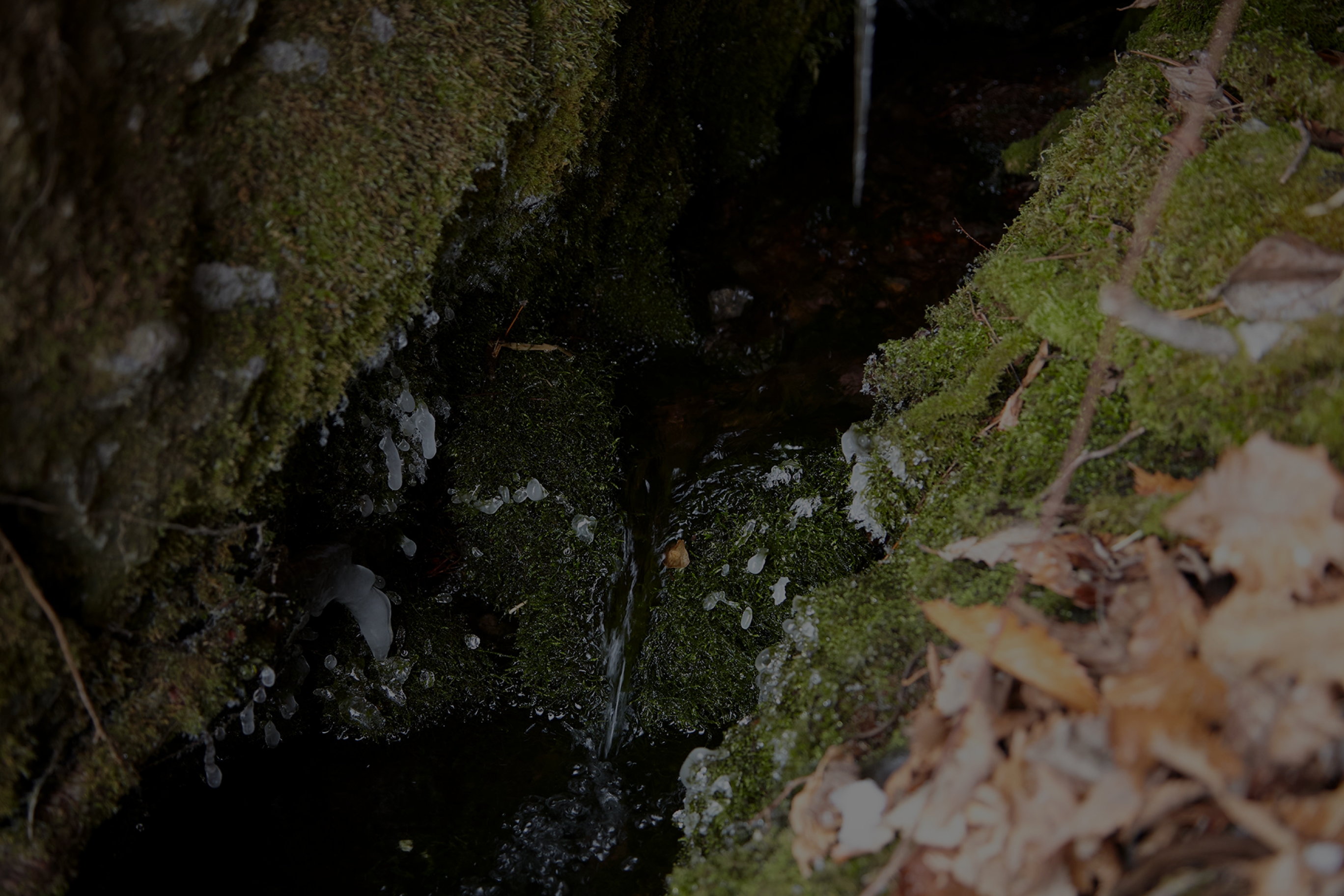 HADATE  RAW UNI FROM HOKKAIDO JAPAN