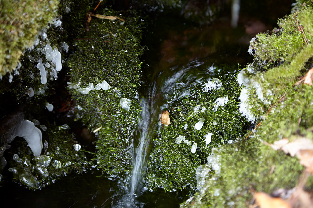 HADATE  RAW UNI FROM HOKKAIDO JAPAN
