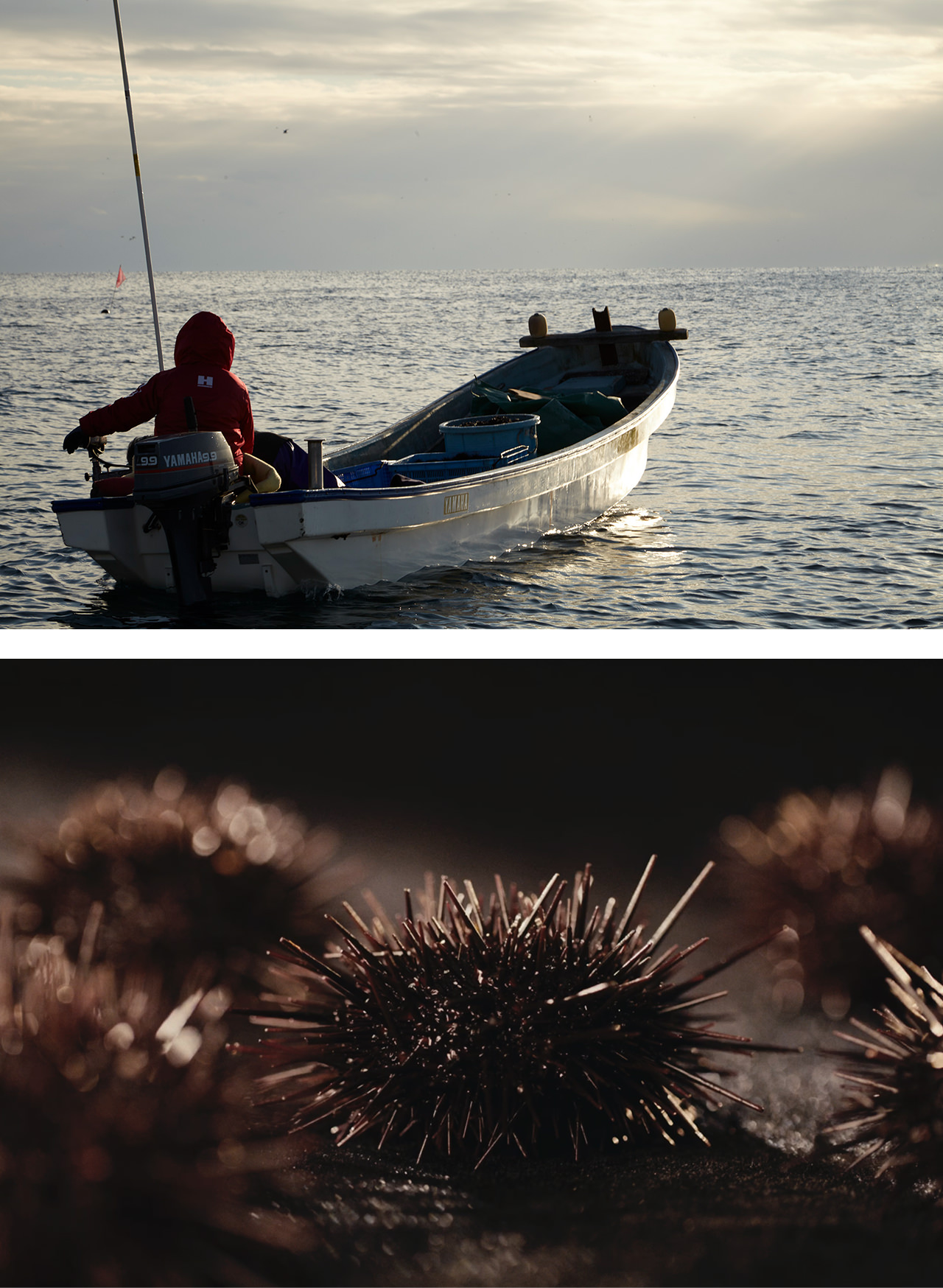 HADATE  RAW UNI FROM HOKKAIDO JAPAN