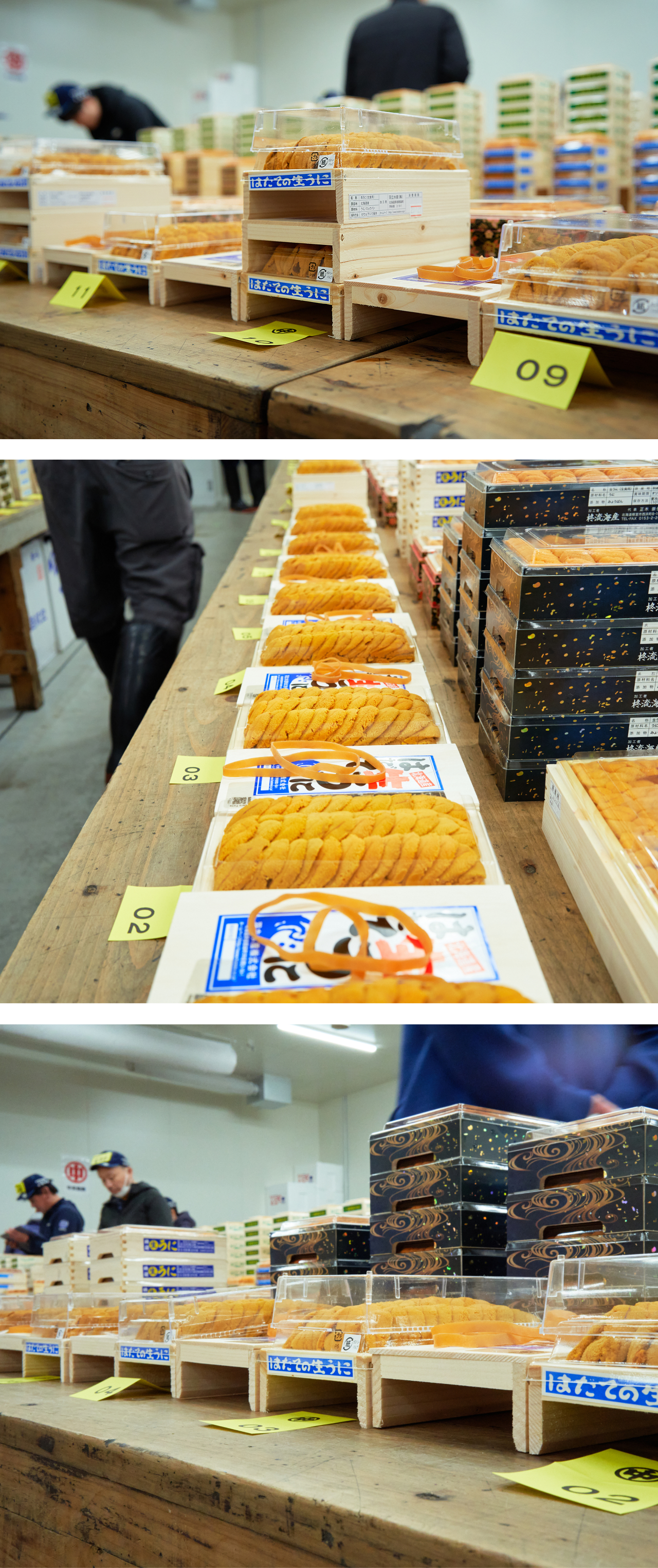 HADATE  RAW UNI FROM HOKKAIDO JAPAN