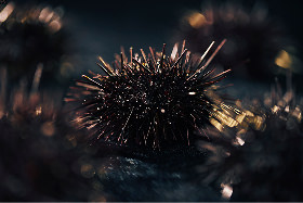 HADATE  RAW UNI FROM HOKKAIDO JAPAN