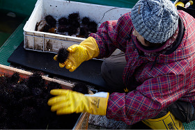 HADATE  RAW UNI FROM HOKKAIDO JAPAN